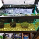 Orange Park Aquatics