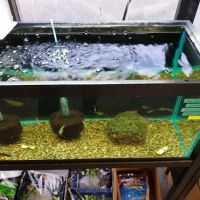 Orange Park Aquatics ico