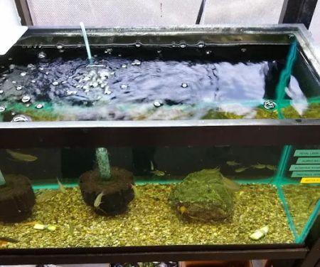 Orange Park Aquatics