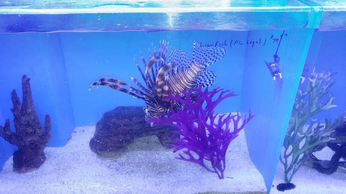 Orange Park Aquatics Picture 5