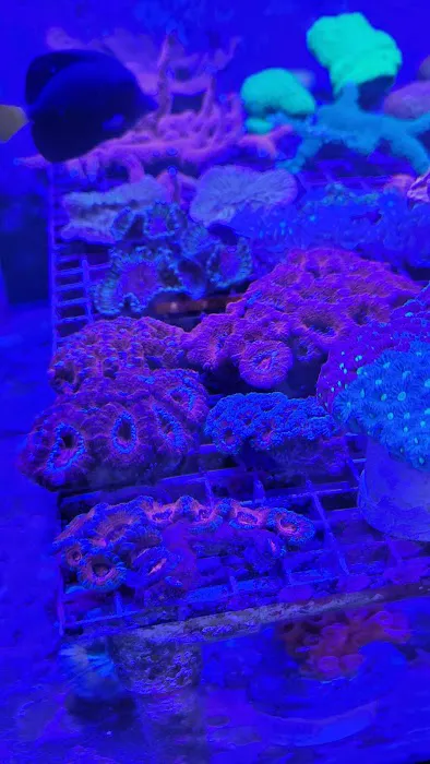 Orange Park Aquatics Picture 10