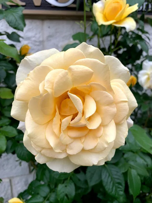 Animal Hospital of Sullivan County Picture 8