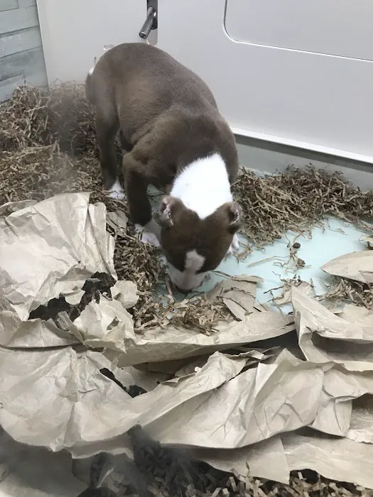 Bff Puppies Picture 3