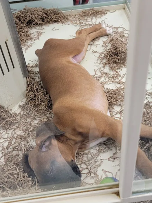 Bff Puppies Picture 7