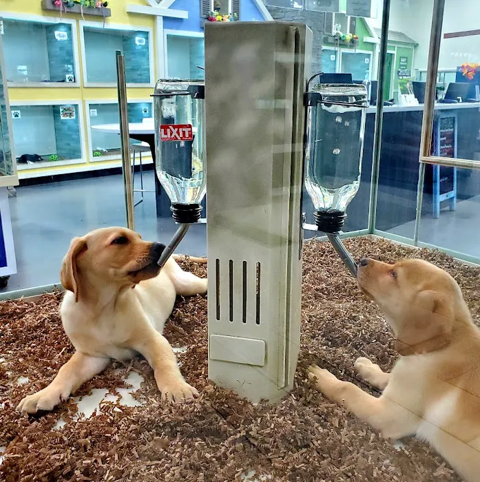 Bff Puppies Picture 9