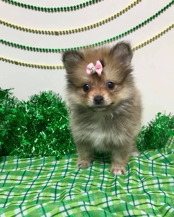 Bff Puppies Picture 10