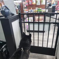 Pet Supermarket ico