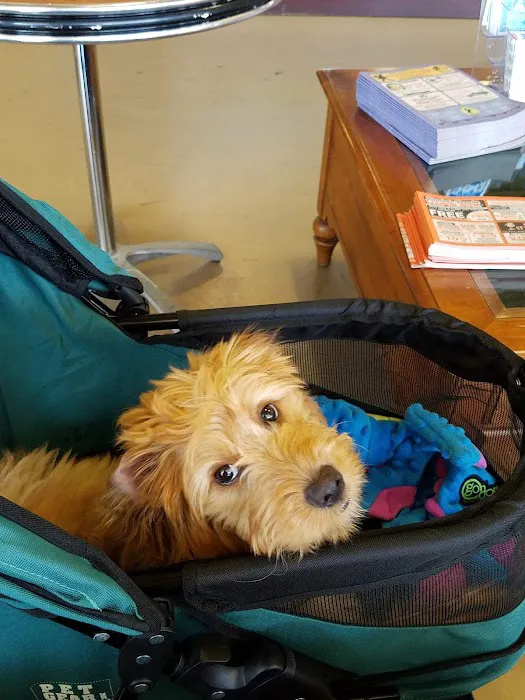 Puppies Galore & More Picture 2