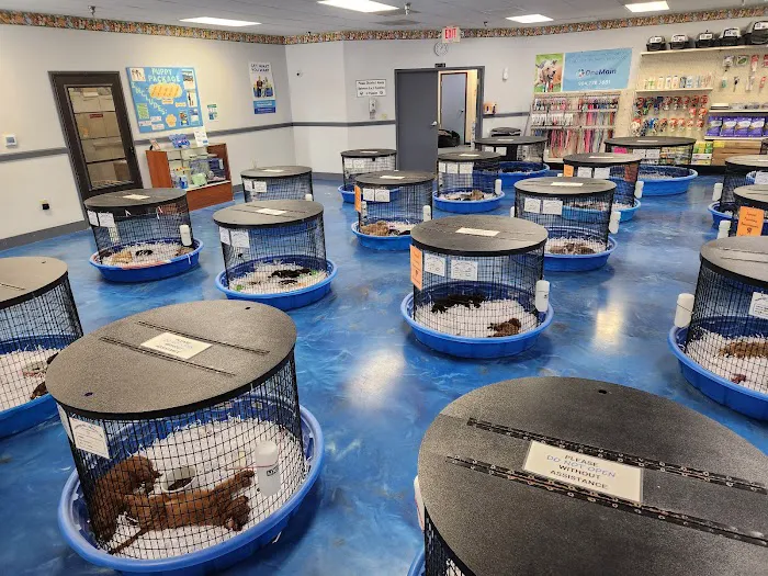 Puppies Galore & More Picture 3