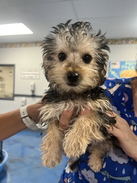 Puppies Galore & More Picture 7