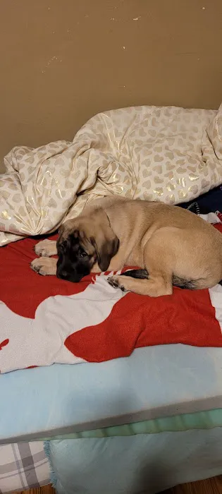 Puppies Galore & More Picture 5