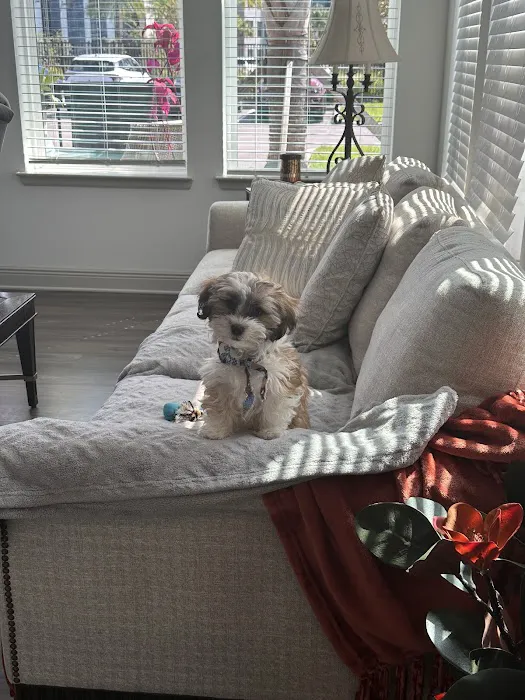 Puppies Galore & More Picture 9