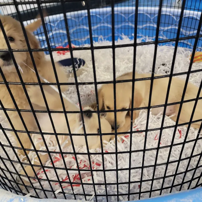 Puppies Galore & More Picture 8