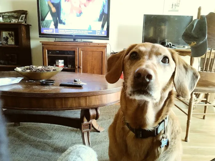 VCA Blairstown Animal Hospital Picture 9