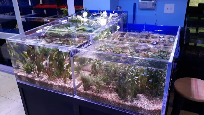 Aquatic City Aquariums Picture 7