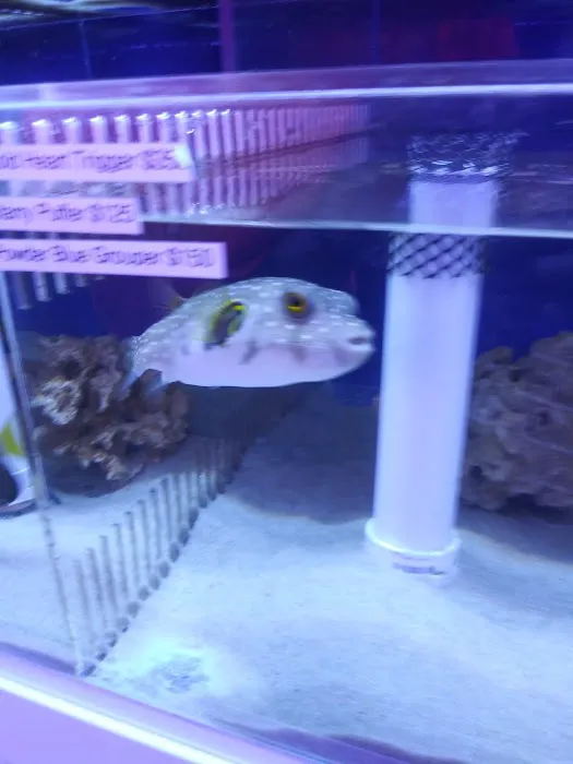 Aquatic City Aquariums Picture 10