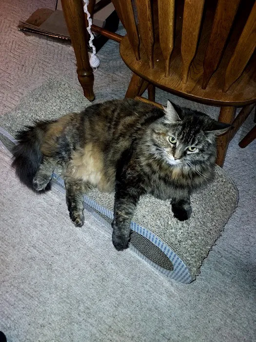 Highland Veterinary Clinic Picture 8