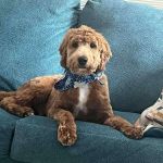 Friends for Life Veterinary Care
