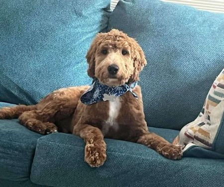 Friends for Life Veterinary Care