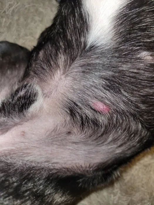 Friends for Life Veterinary Care Picture 6