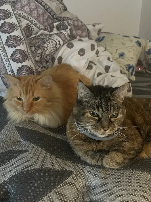 Friends for Life Veterinary Care Picture 4