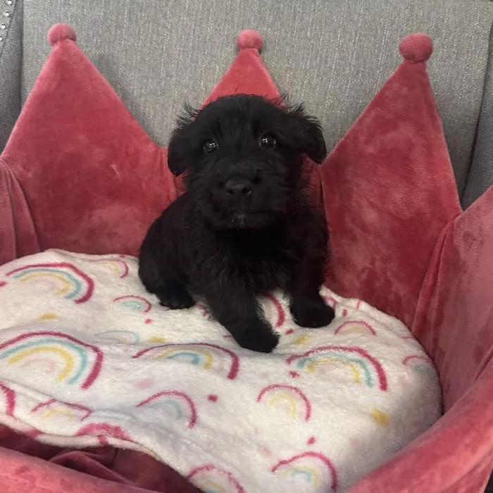 Bark Street Puppies Picture 6