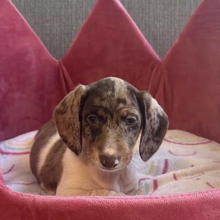 Bark Street Puppies Picture 5