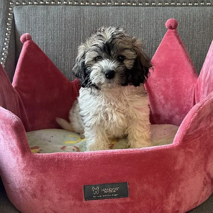 Bark Street Puppies Picture 4