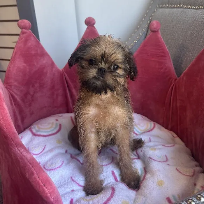 Bark Street Puppies Picture 9