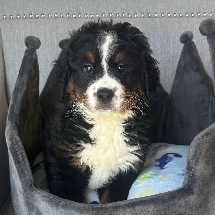 Bark Street Puppies Picture 7