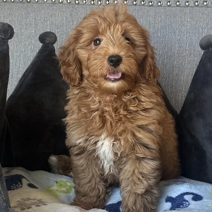 Bark Street Puppies Picture 8