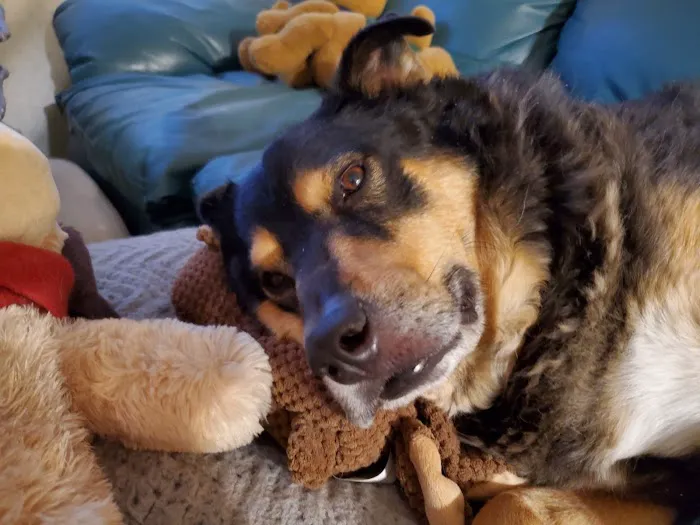 Buffalo & Beyond Veterinary Services Picture 1