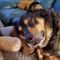 Buffalo & Beyond Veterinary Services ico