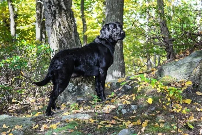 Buffalo & Beyond Veterinary Services Picture 5