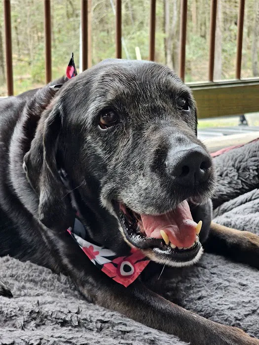 Buffalo & Beyond Veterinary Services Picture 3