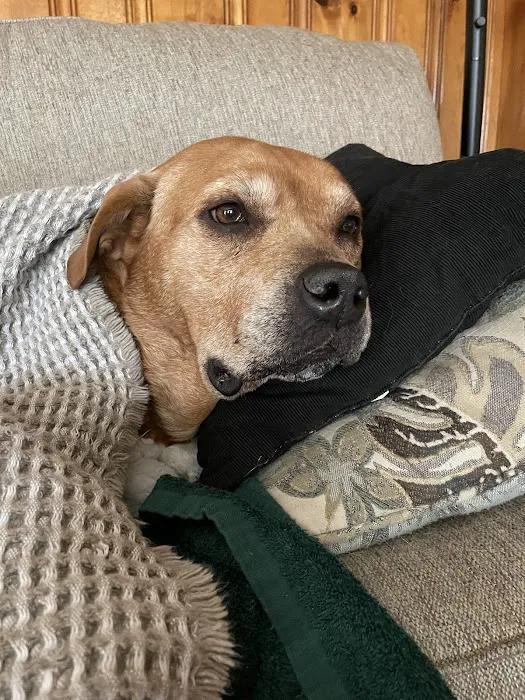 Buffalo & Beyond Veterinary Services Picture 7