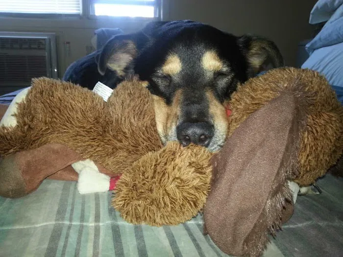 Buffalo & Beyond Veterinary Services Picture 9