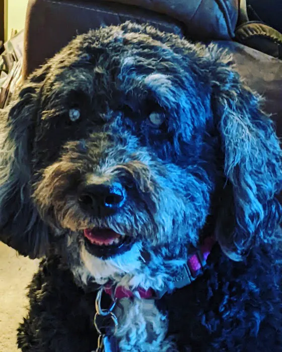 Buffalo & Beyond Veterinary Services Picture 10