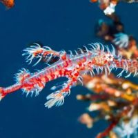 Ocean Floor Aquariums Inc ico