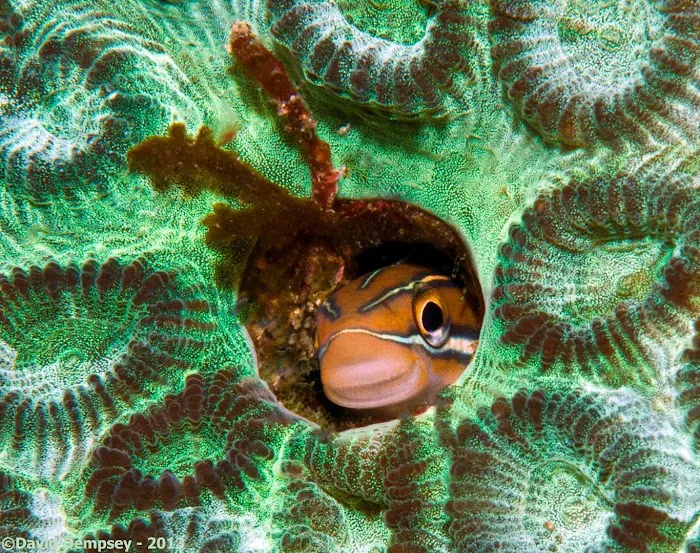 Ocean Floor Aquariums Inc Picture 3