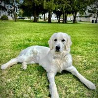 Hamlin Veterinary Clinic ico