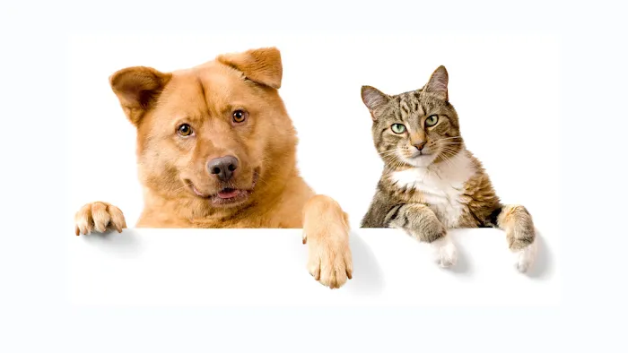 Hamlin Veterinary Clinic Picture 3