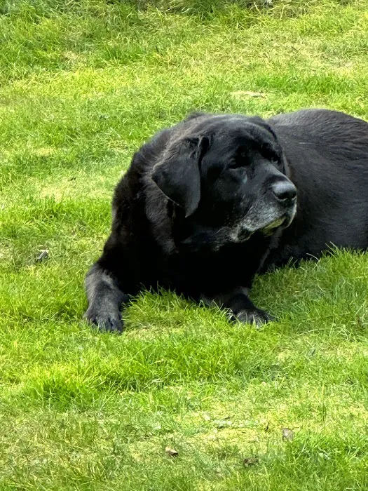 Hamlin Veterinary Clinic Picture 8