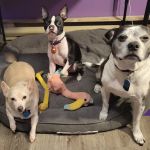 Canadensis Veterinary Clinic