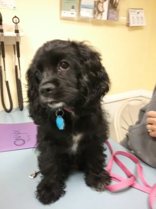Canadensis Veterinary Clinic Picture 6