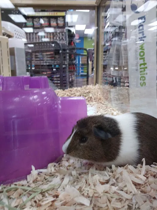 Pet Supermarket Picture 3