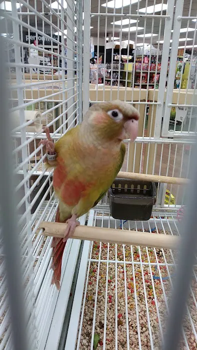 Pet Supermarket Picture 4