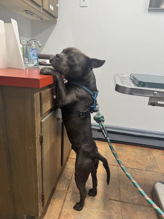 Carbondale Veterinary Hospital Picture 2