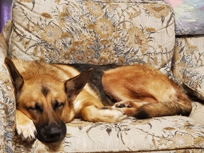 Carbondale Veterinary Hospital Picture 3