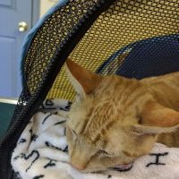 Carbondale Veterinary Hospital ico